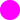 FLUORO FUCHSIA