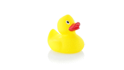 Ente Koldy